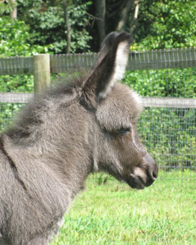 Critter Haven Farm Miniature Donkeys